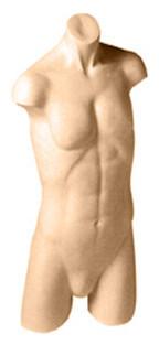 Male Torso Mannequin - Las Vegas Mannequins